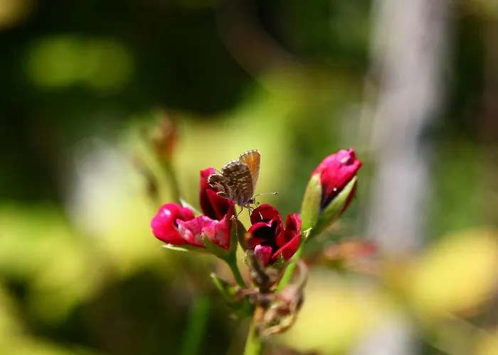 Ferienhaus As Casinhas De Loureda *